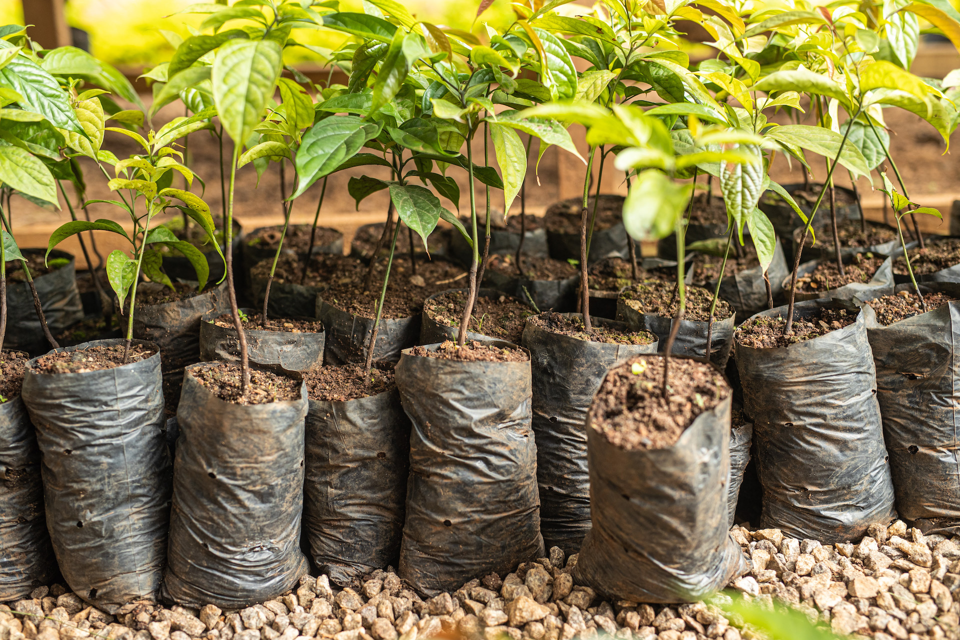 taylor-sustainability-ebony-seedlings